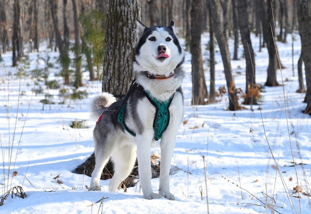 Jonge Siberische husky die wegkijkt op een besneeuwde achtergrond