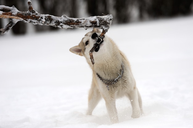 Jonge Siberische husky hond in de sneeuw