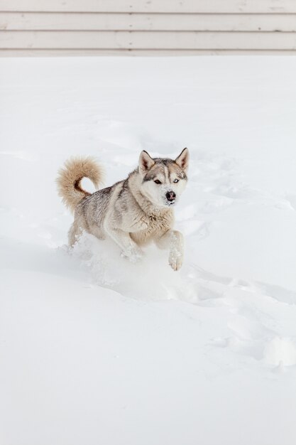 Jonge Siberische husky hond loopt en heeft plezier in diepe sneeuw