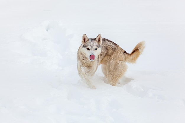 Jonge Siberische husky-hond rent en heeft plezier in diepe sneeuw na ah