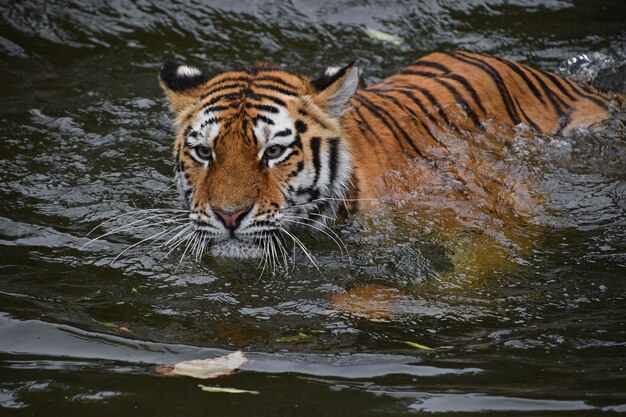 Jonge Siberische tijger die in water zwemt