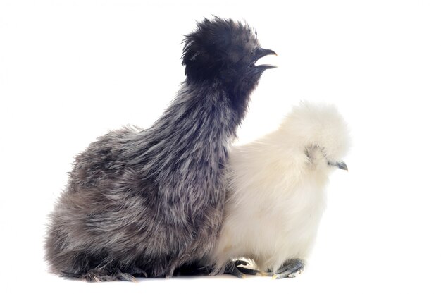 Jonge Silkies