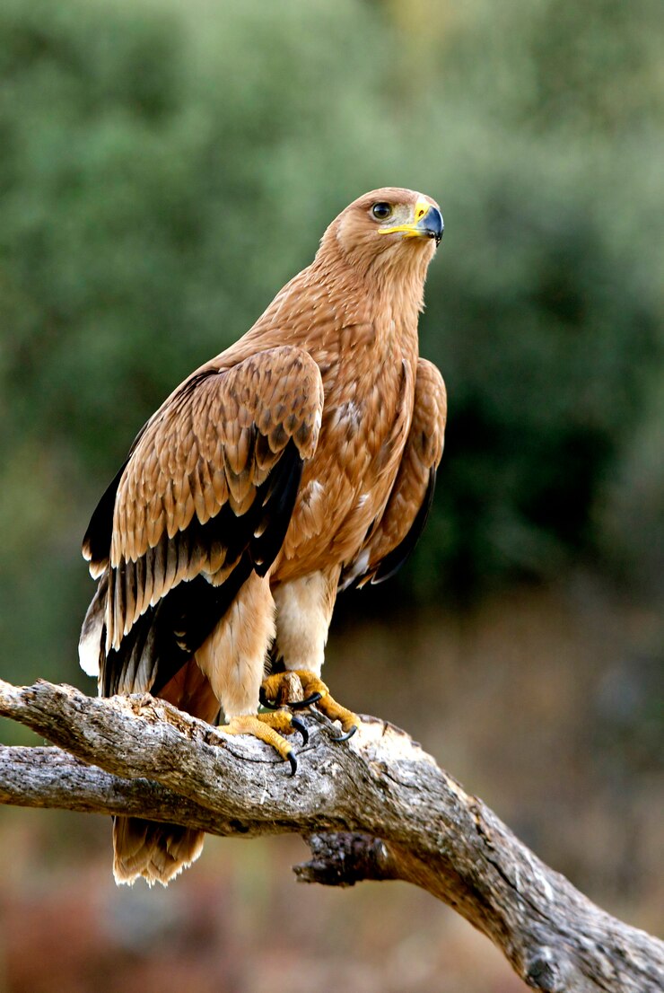 Jonge Spaanse keizerlijke adelaar vroege ochtend, Aquila adalberti
