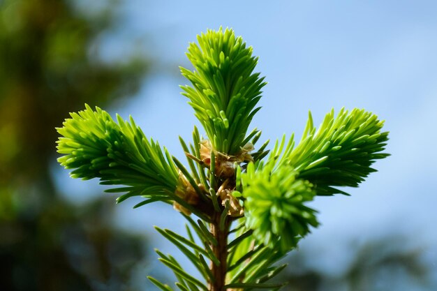 Foto jonge sparren tak met groene naalden close-up tegen de blauwe hemel