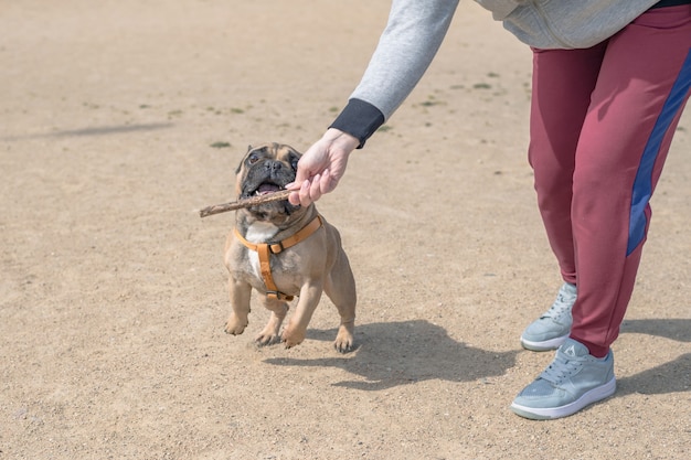 Jonge speelse Franse bulldog hond spelen met houten stok in zomer park