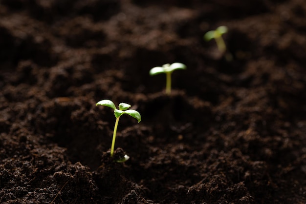 Jonge spruiten in vruchtbare grond zaailingen planten in de grond jonge spruiten met aarde op zaailingen het concept van natuurbehoud en landbouw