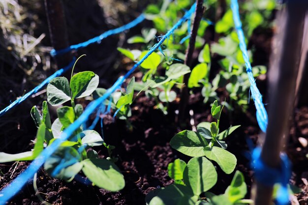 Jonge spruiten van zaailingen in de moestuin Groen in een kas Verse kruiden in het voorjaar op de bedden