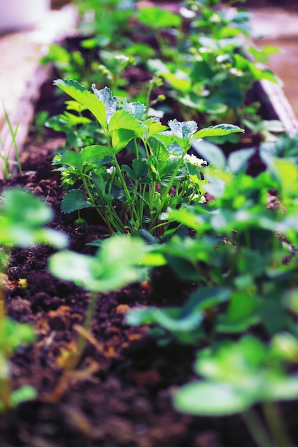 Jonge spruiten van zaailingen in moestuin Groen in een kas Verse kruiden in het voorjaar op de bedden