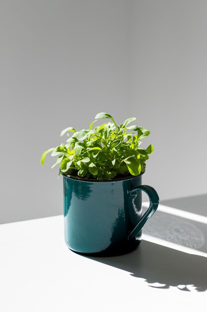 Jonge spruiten / zaailingen rucola in een metalen groene mok in zonlicht