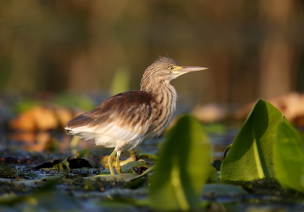 Jonge squacco reiger (Ardeola ralloides) geschoten in zacht ochtendlicht close-up op een vissenjacht