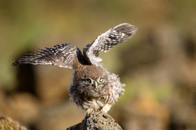 Jonge steenuil (Athene noctua) zit op een rots en spreidt zijn vleugels.