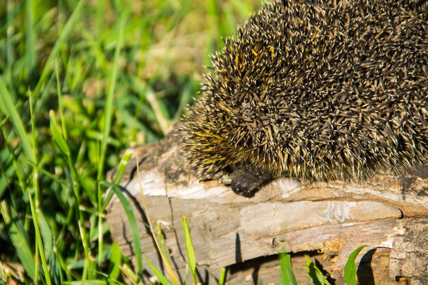 Jonge stekelige egel op het logboek