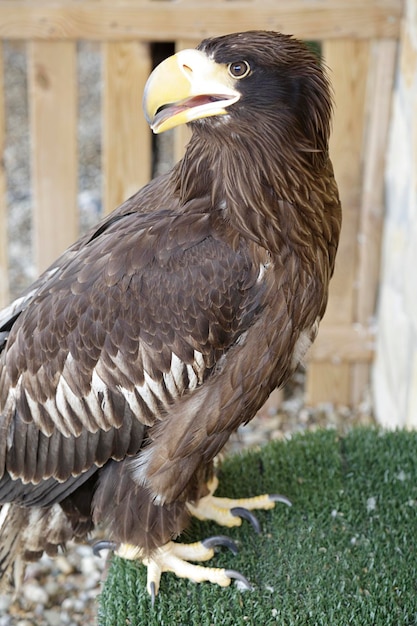 Foto jonge stellers zeearend (haliaeetus pelagicus)