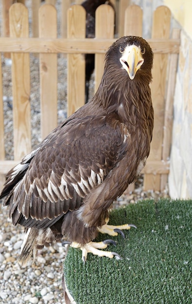 Foto jonge stellers zeearend (haliaeetus pelagicus)