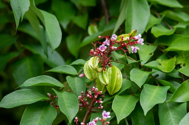 Jonge stervruchten Averrhoa carambola-bloembladeren op zijn boom Natuurlijke achtergrond