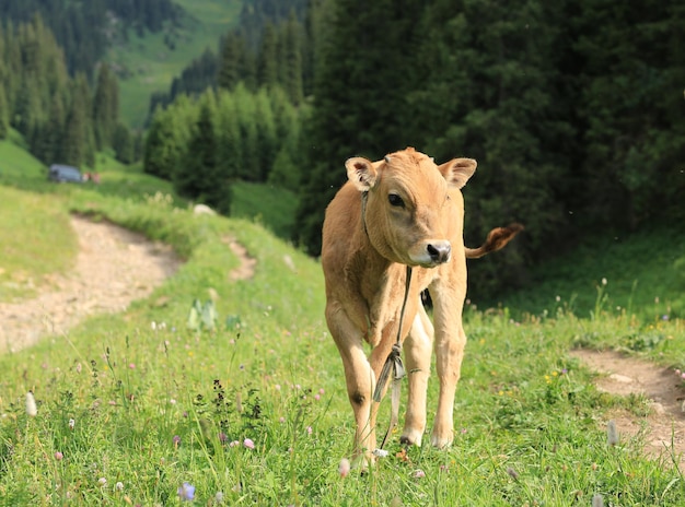 jonge stier in de natuur