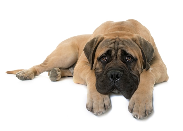 jonge stier mastiff in de studio