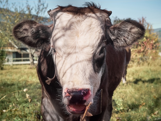 Jonge stier op een boerderij.