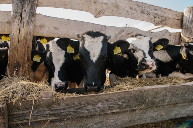 Foto jonge stieren in de kraal