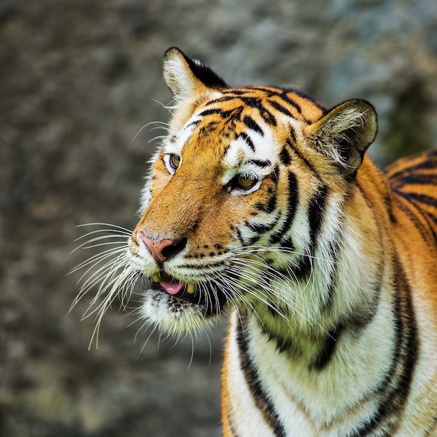 jonge sumatraanse tijger lopen uit de schaduw