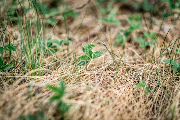 Jonge takken van een berk in bos