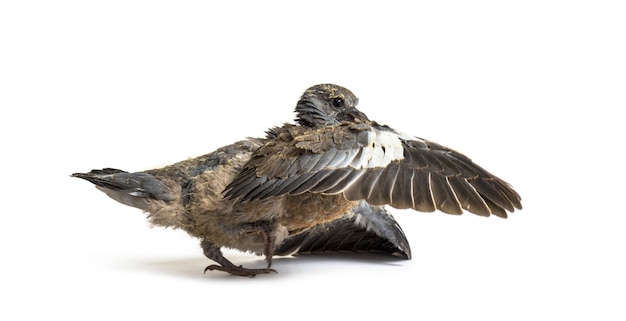 Jonge tamme duif die uit het nest valt en zijn eerste start neemt, leert vliegen, tegen een witte achtergrond