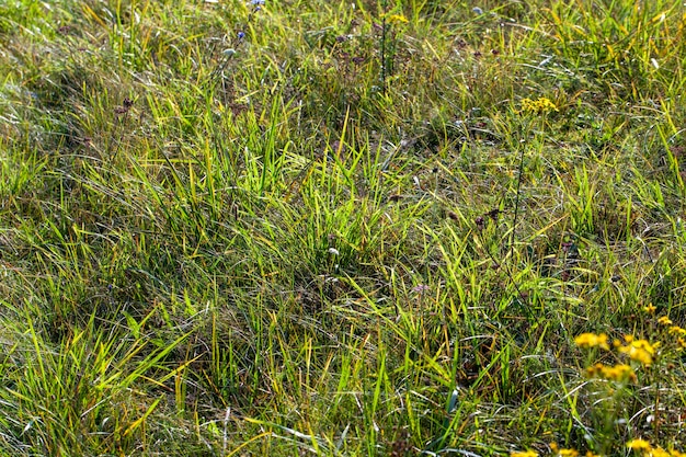 Jonge tarwe groeit op het grondgebied van een landbouwveld