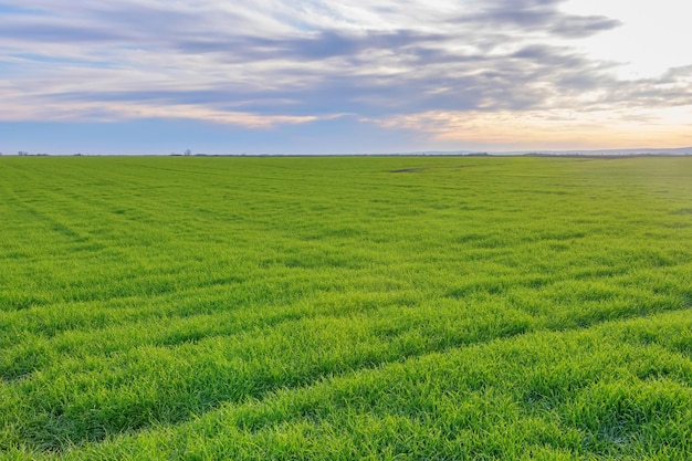 Jonge tarwe, groene tarwezaailingen die in een veld groeien