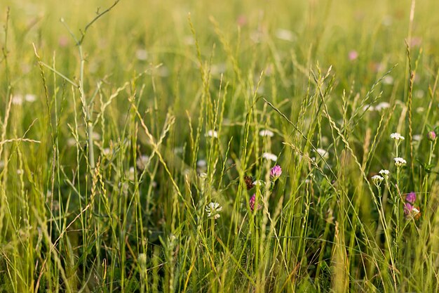 Jonge tarwe, groene tarwezaailingen die in een veld groeien