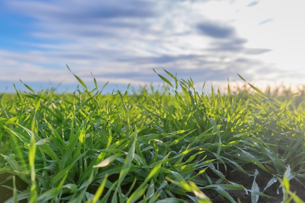 Jonge tarwe, groene tarwezaailingen die in een veld groeien