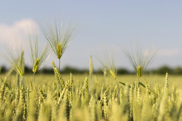 Jonge tarwe, groene tarwezaailingen die in een veld groeien