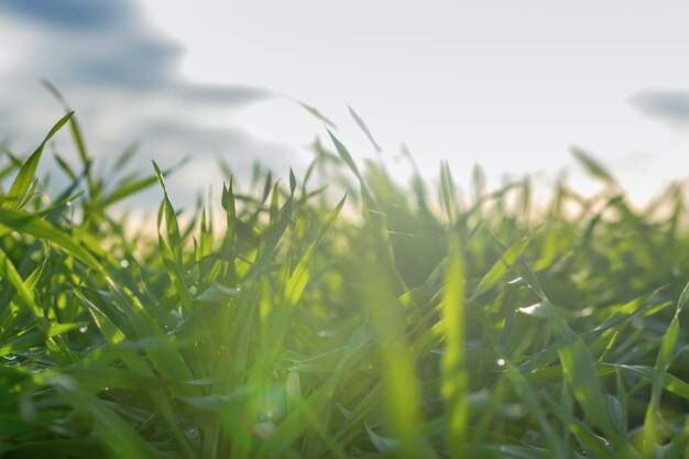 Jonge tarwe zaailingen die in een veld groeien Groene tarwe zaaiingen die in de bodem groeien