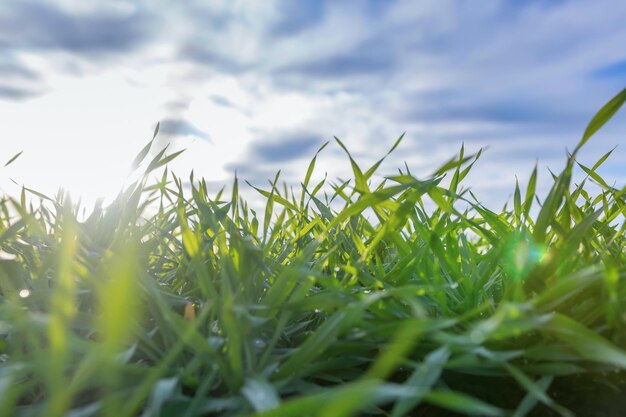 Jonge tarwe zaailingen groeien in een veld Groene tarwe zaailingen groeien in de bodem