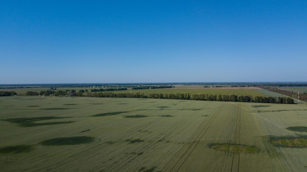 Jonge tarwe zaailingen groeien in een veld Luchtfoto.