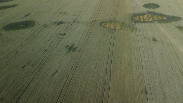 Jonge tarwe zaailingen groeien in een veld Luchtfoto.