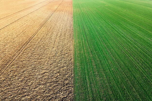 Jonge tarwe zaailingen groeien in een veld Luchtfoto.