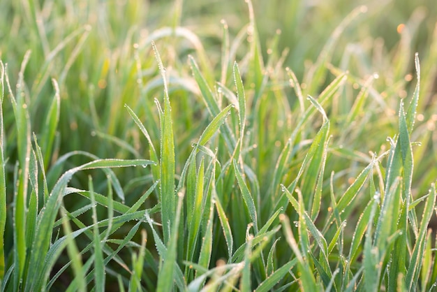 Jonge tarweplanten die op de grond groeien Verbazingwekkend mooie eindeloze tarwevelden.