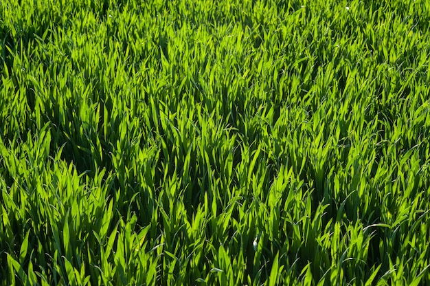 Jonge tarweplanten groeien op velden van groen tarwegras met zonlicht