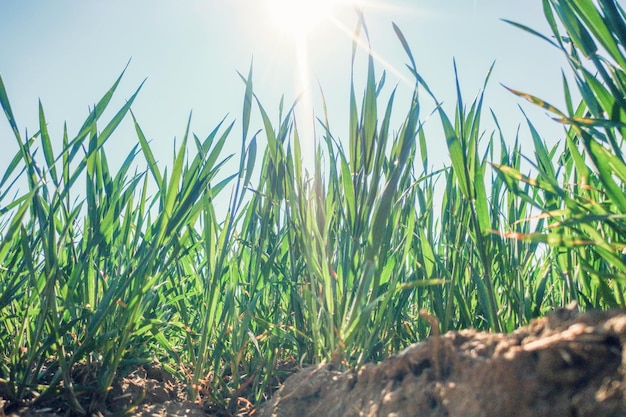 Jonge tarwezaailingen die in een veld groeien Close-up