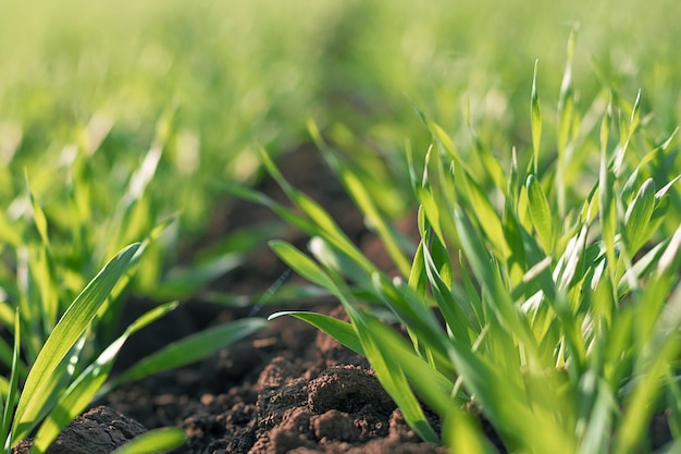 Jonge tarwezaailingen die in een veld groeien. Jonge groene tarwe groeit in de bodem.