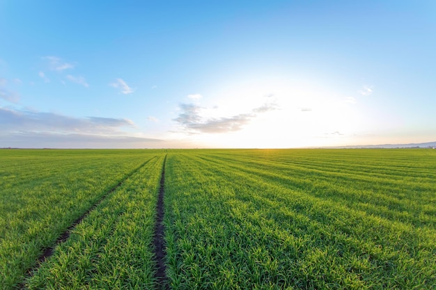 Jonge tarwezaailingen groeien in een veld