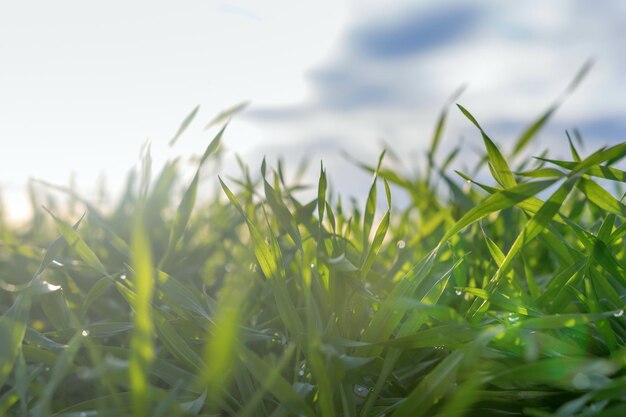 Jonge tarwezaailingen groeien in een veld