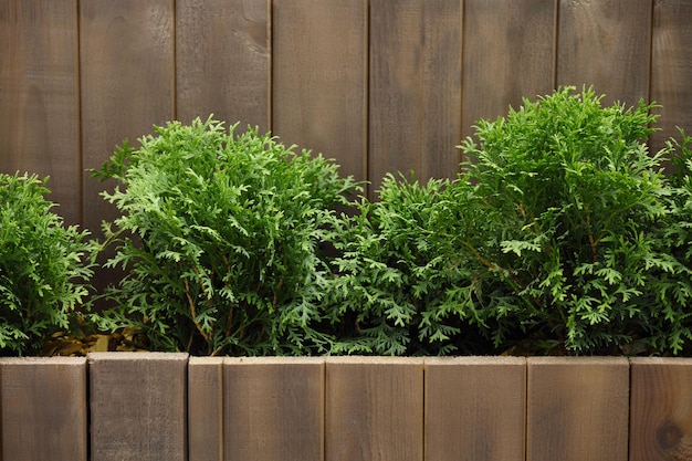 Foto jonge thujastruiken in de tuin met een houten omheining modern ontwerp voor de tuin