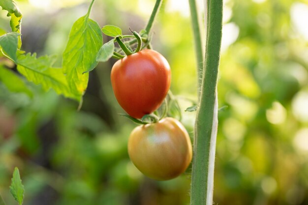 Jonge tomaat op een tak Verse biologische tomaten geoogst