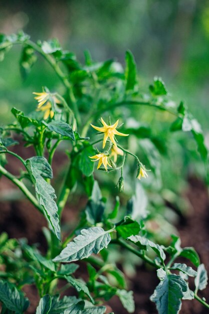 Jonge tomaten in de tuin Tomatenstruiken bloeien Groenten telen op het platteland Verzorging en behandeling van planten Toekomstige oogst