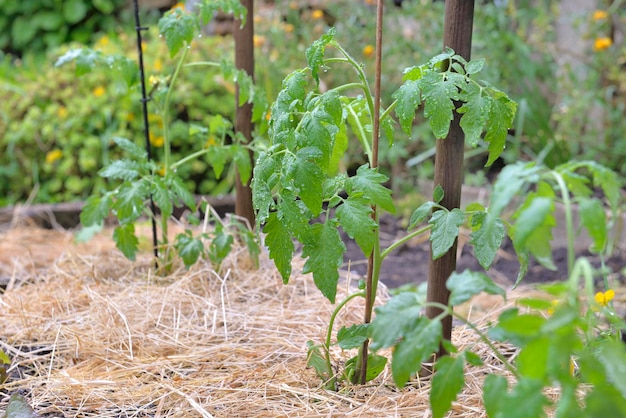 Jonge tomatenplant groeit in een moestuin waarvan de grond bedekt is met stro