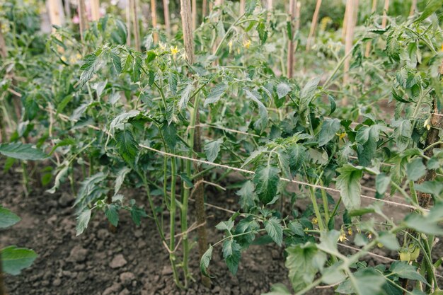 Jonge tomatenplant in volle grond in moestuin Groenteteelt