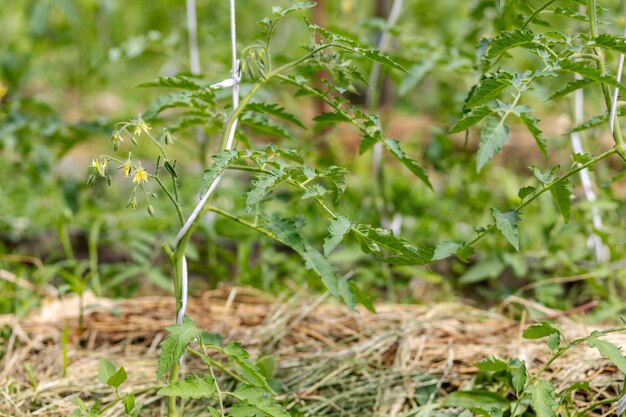 Jonge tomatenstruiken groeien op het tuinbed