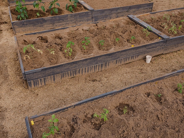 Jonge tomatenzaailingen geplant in een tuinbed in een kas