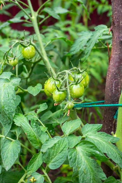 Jonge trossen met groene tomaten op een tak na regen Kousebandstruiken van tomaten